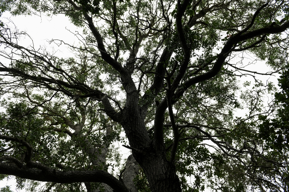 A mature quillay tree, or Soapbark tree (Quillaja saponaria) is seen at a nursery in Casablanca, Chile April 20, 2021. Reuters/Tamara Merino