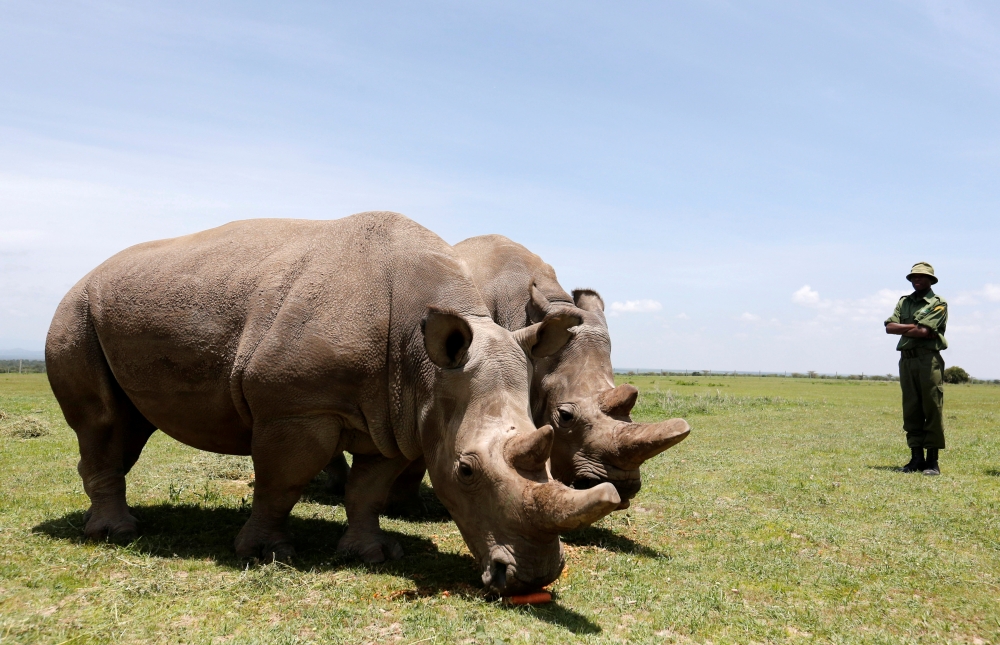 Najin (R) and her daughter Fatou, the last two northern white rhino females, graze near their enclosure at the Ol Pejeta Conservancy in Laikipia National Park, Kenya March 31, 2018. Reuters/Thomas Mukoya/File Photo