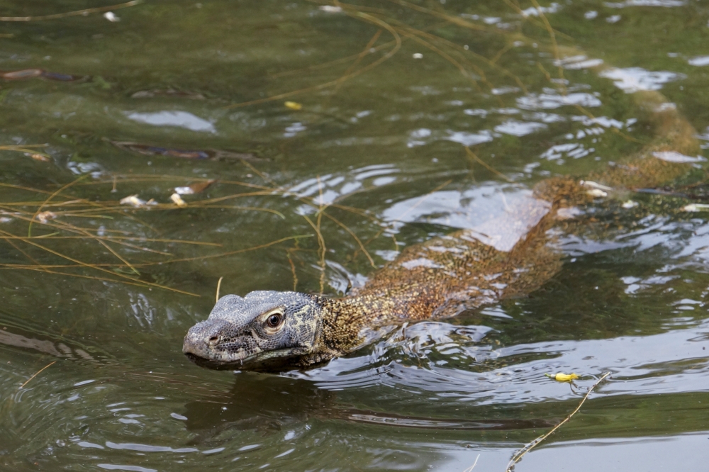 A young Komodo dragon, scientific name Varanus komodoensis, swims inside the caring cage at the Surabaya Zoo, in Surabaya, East Java province, Indonesia, November 1, 2021. Picture taken November 1, 2021. REUTERS/Prasto Wardoyo