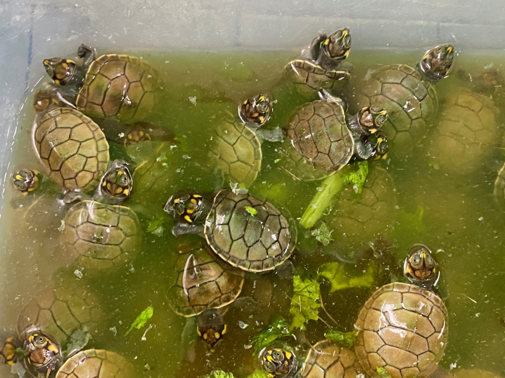 Baby river turtles native to the Amazon rainforest are seen before being freed in Iquitos, Peru, November 4, 2021. Picture taken November 4, 2021. REUTERS/Alfredo Galarza