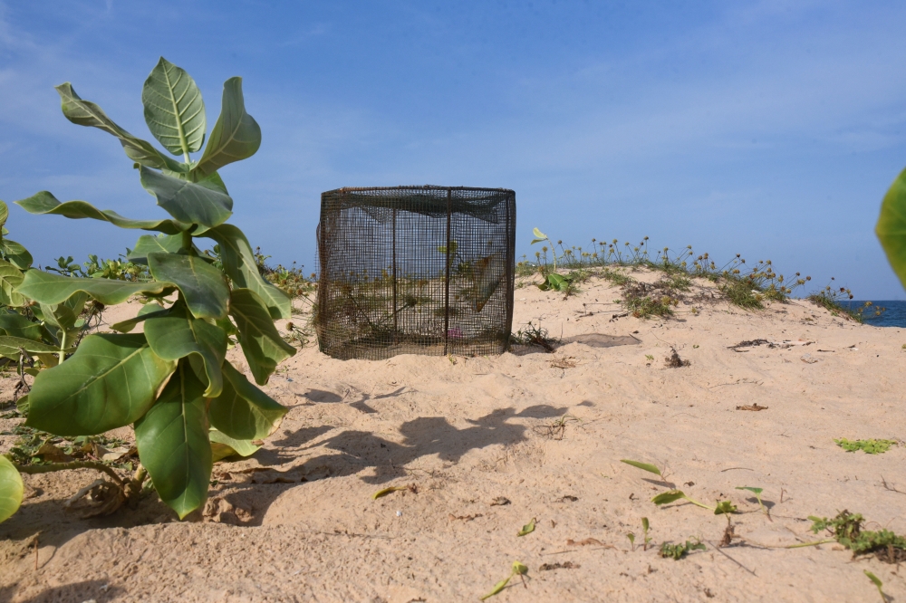 A protective cage shields a green turtle nest from beachside predators in Guereo, Senegal, October 13, 2021. Picture taken October 13, 2021. REUTERS/Ngouda Dione