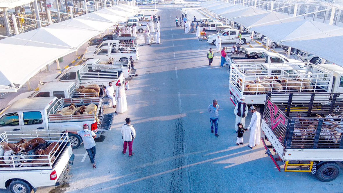 The Um Salal Central Market has a dedicated livestock auction area as well as a slaughterhouse with the capacity of up to 1,000 heads per day.