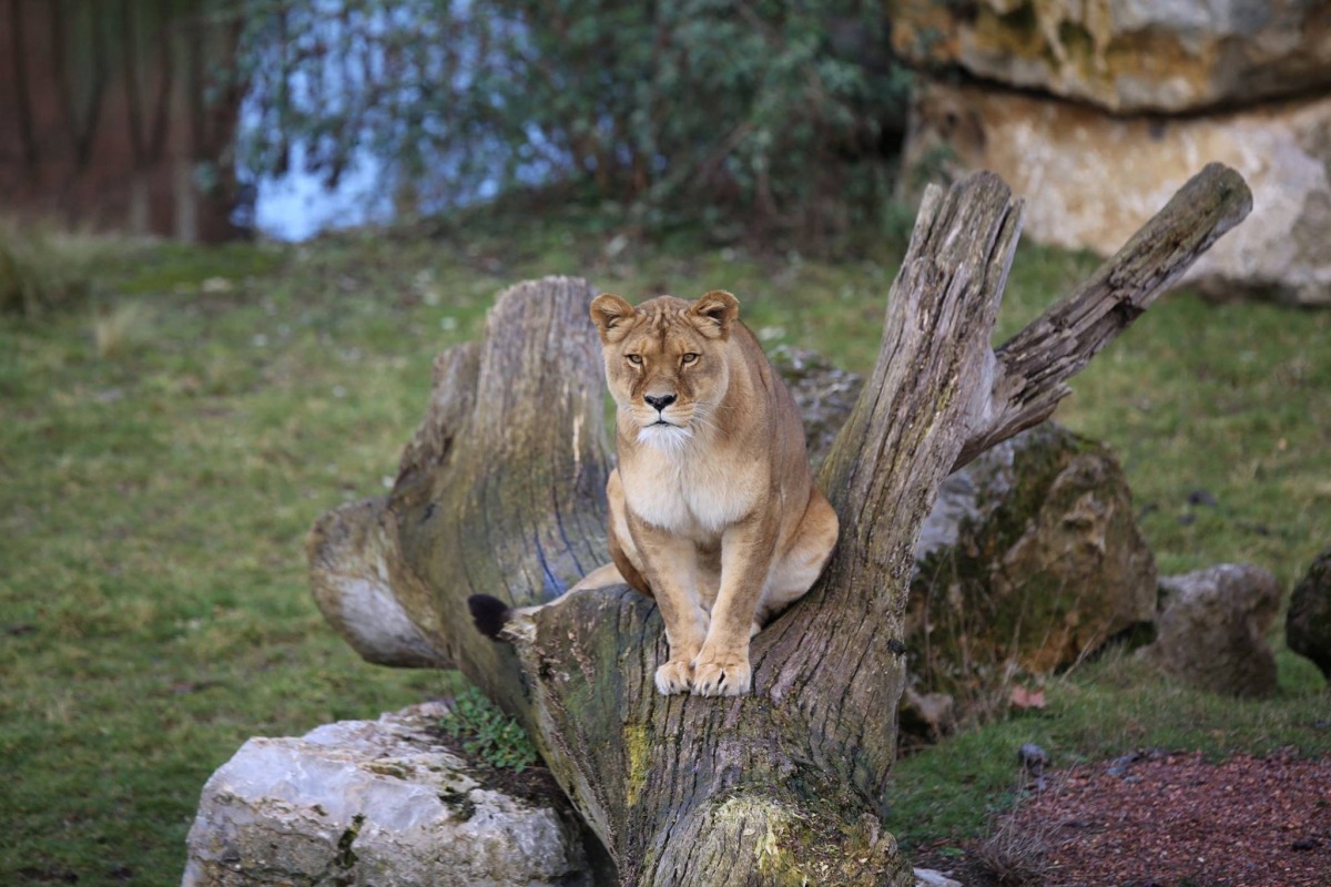 The lioness Dana, that have been tested positive for COVID-19, is seen at Pairi Daiza zoo park in Brugelette, Belgium, in this undated handout photo released on December 15, 2021. Pairi Daiza/Handout via REUTERS