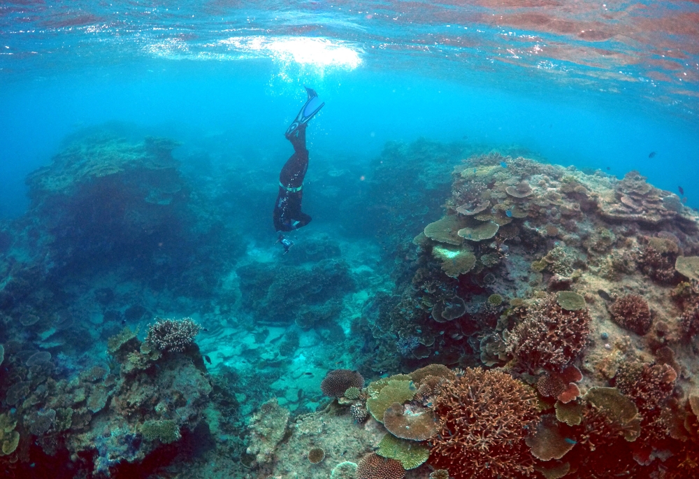 Oliver Lanyon, Senior Ranger in the Great Barrier Reef region for the Queenlsand Parks and Wildlife Service, takes photographs and notes during an inspection of the reef's condition in an area called the 'Coral Gardens' located at Lady Elliot Island and 80 kilometers north-east from the town of Bundaberg in Queensland, Australia, June 11, 2015. REUTERS/David Gray/File Photo