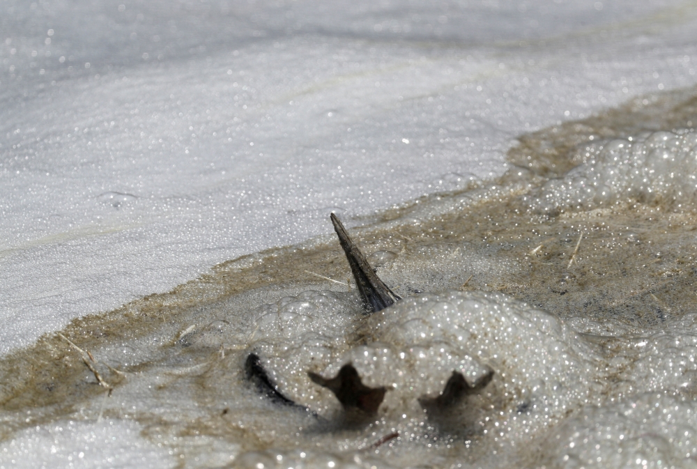 A dead marine bird floats in contaminated water near Isla Pescadores, Peru February 9, 2022. Reuters/Sebastian Castaneda