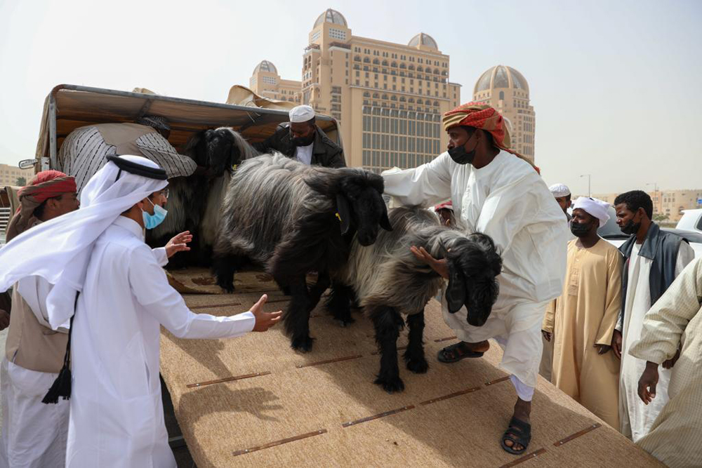 Sheep and goats arrive at Katara for the 10th Halal Festival.