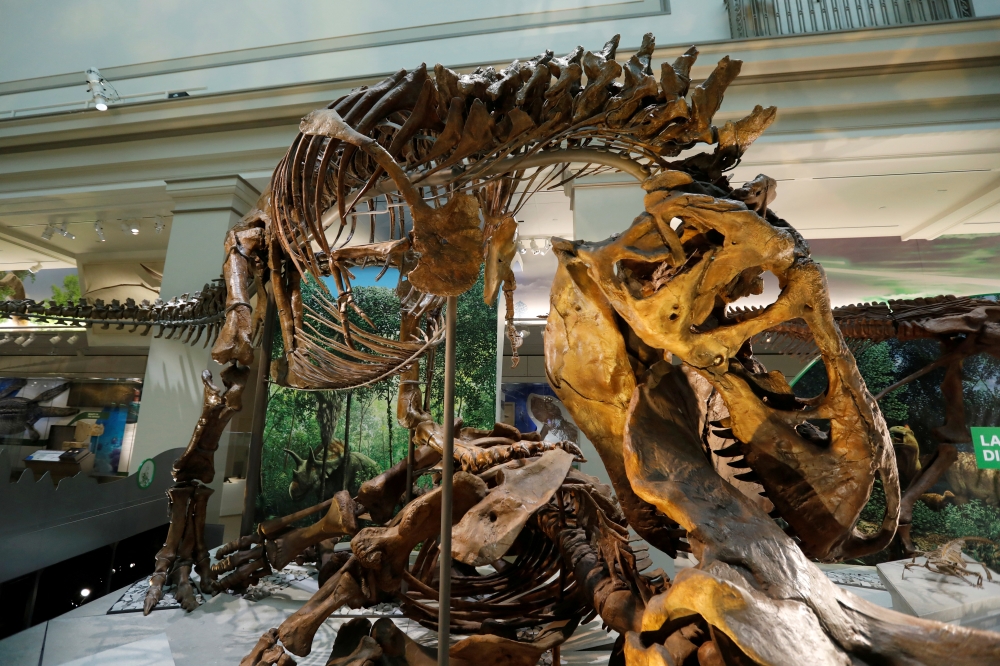 A Tyrannosaurus skeleton is seen during a media preview for the reopening of the Smithsonian’s Natural History Museum dinosaur and fossil hall in Washington, U.S., June 4, 2019. REUTERS/Kevin Lamarque/File Photo