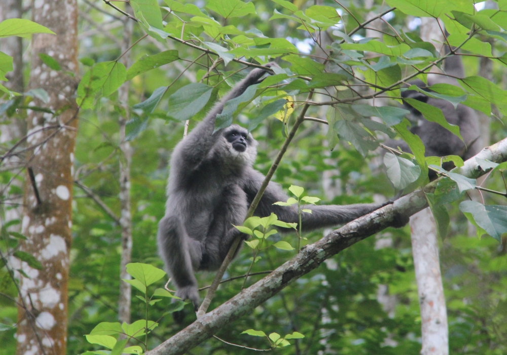 A Javan gibbon hangs on a tree in Sukabumi, West Java province, Indonesia, February 23, 2022. Reuters/Tommy Ardiansyah