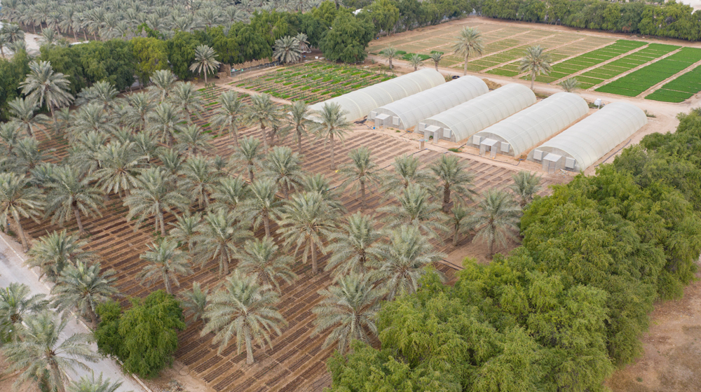 Heenat Salma Farm at the Al Sheehaniya municipality.