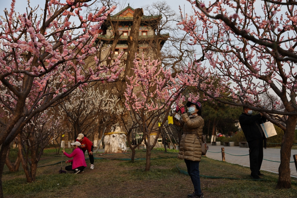 A woman uses her phone under blooming plum blossoms, following the coronavirus disease (COVID-19) outbreak, near Ming Dynasty City Wall Relics Park in Beijing, China, March 28, 2022. Reuters/Tingshu Wang