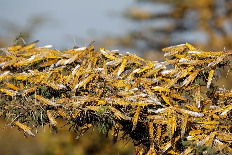 FILE PHOTO: Desert locusts are seen on a tree at a ranch near the town on Nanyuki in Laikipia county, Kenya, February 21, 2020. REUTERS/Baz Ratner
