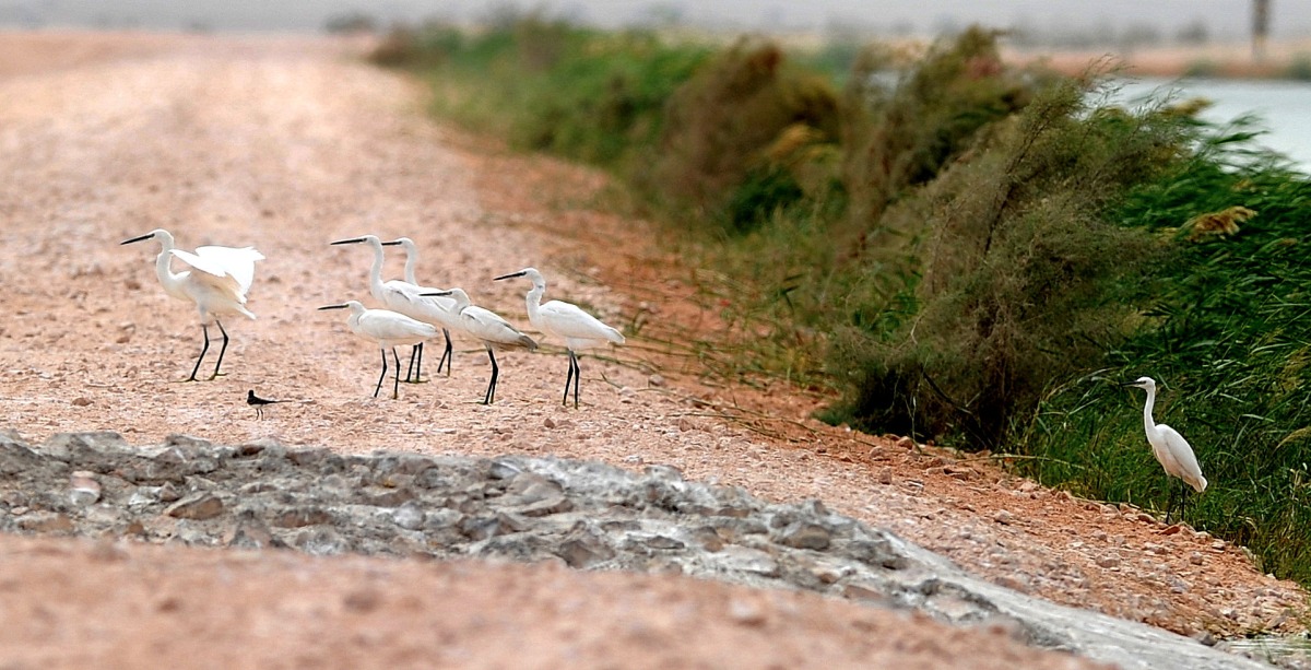 File photo of Al Karaana Lagoon. Pic: Abdul Basit / The Peninsula 