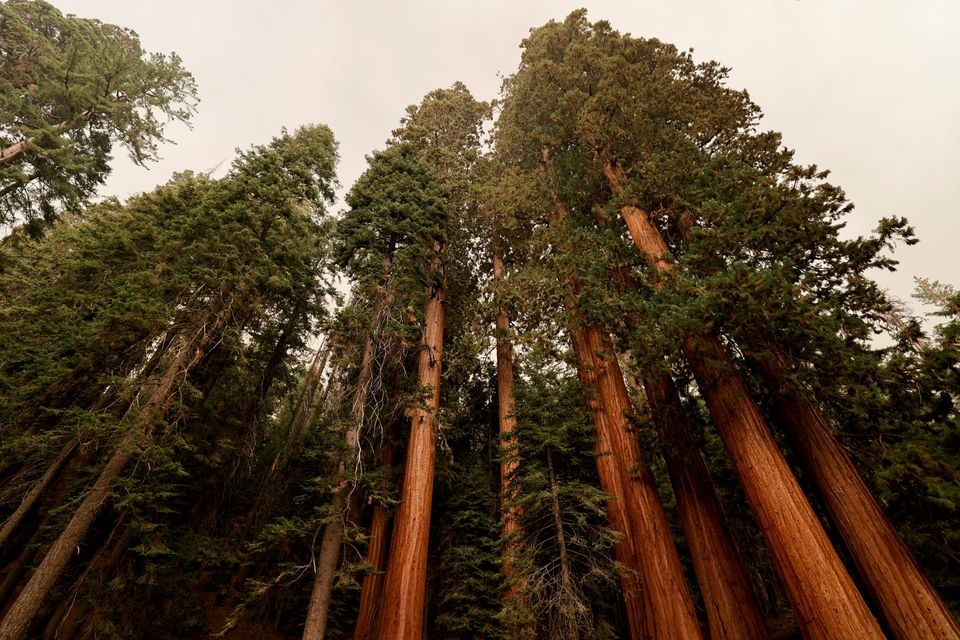 Sequoia trees are seen admist smokes in the Sequoia National Forest in California, U.S. September 17, 2021. REUTERS/Fred Greaves


