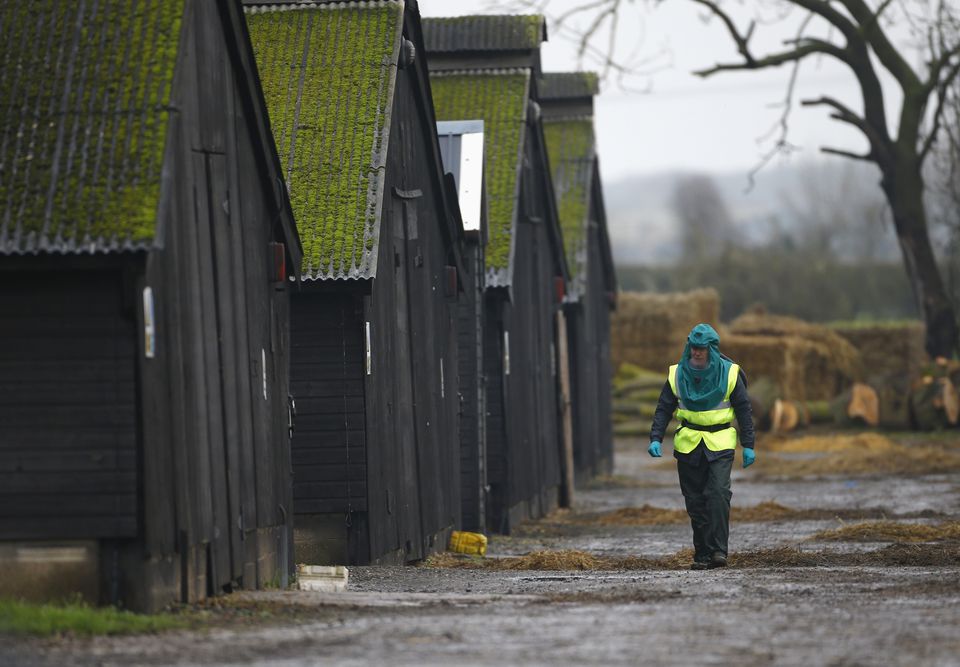 An official walks through a duck farm in Nafferton, northern England November 18, 2014.


