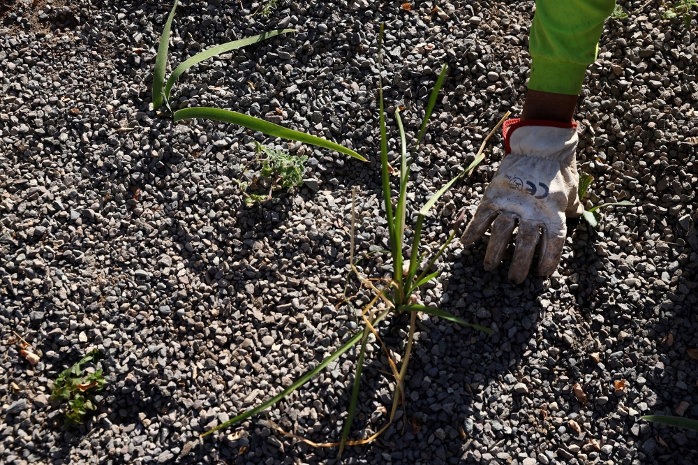 A man works in a yard with native plants better equipped to grow in a drier environment, while Chile is suffering its worst drought in decades, in a high-income neighborhood of Santiago, April 14, 2022. REUTERS/Ivan Alvarado