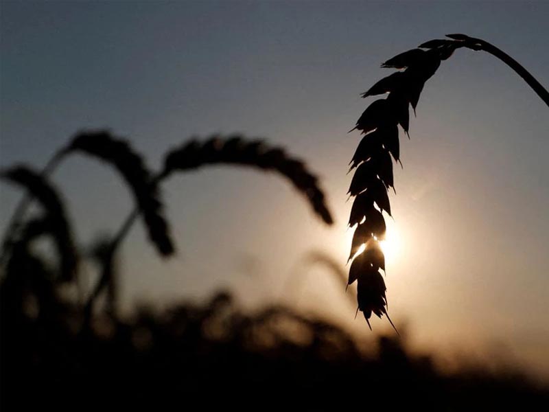 Ears of wheat are seen in a field near the village of Hrebeni in Kyiv region, Ukraine July 17, 2020. Picture taken July 17, 2020. REUTERS/Valentyn Ogirenko//File Photo

