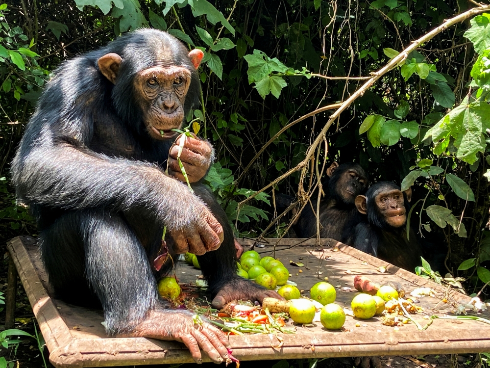 Kisangani, a chimpanzee which arrived in 2017 from Kisangani, eats at the Lwiru Primates Rehabilitation Centre, in South Kivu, Democratic Republic of Congo, April 7, 2022. Picture taken April 7, 2022. REUTERS/Djaffar Al Katanty