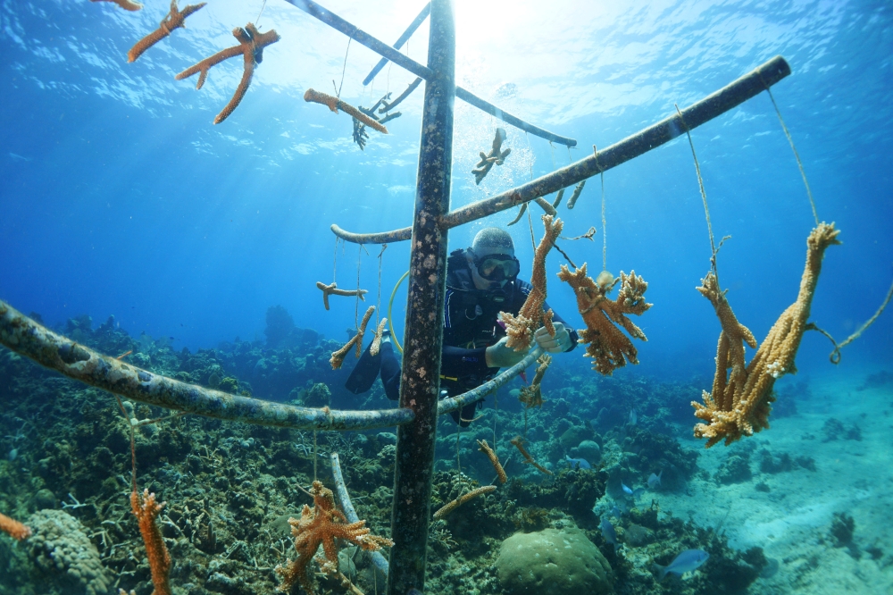 Professional diver and coral reef conservationist Luis Muino cleans the coral nursery from algae in Playa Coral beach, Cuba April 29, 2022. Picture taken on April 29, 2022. REUTERS/Alexandre Meneghini