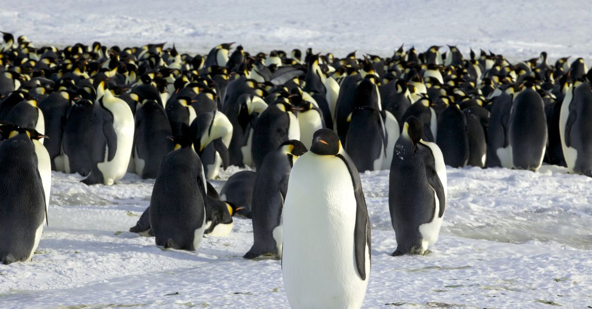 Emperor penguins are seen in Dumont d'Urville, Antarctica April 10, 2012. REUTERS/Martin Passingham