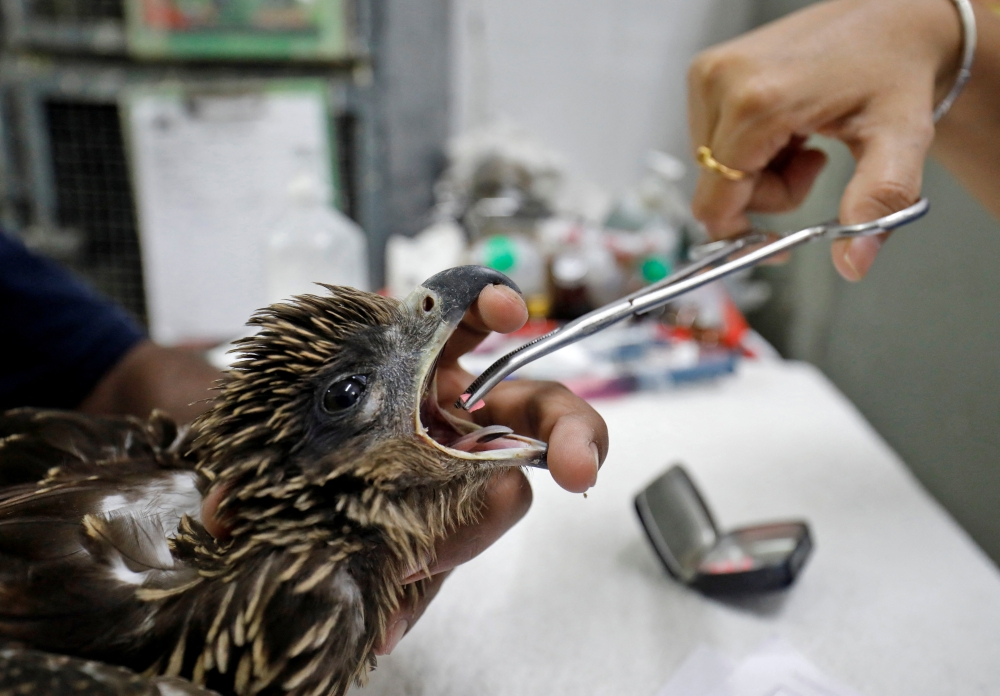 A vet provides medicine to an eagle after it was dehydrated due to heat at Jivdaya Charitable Trust, a non-governmental rehabilitation centre for birds and animals, during hot weather in Ahmedabad, India, May 11, 2022. REUTERS/Amit Dave
