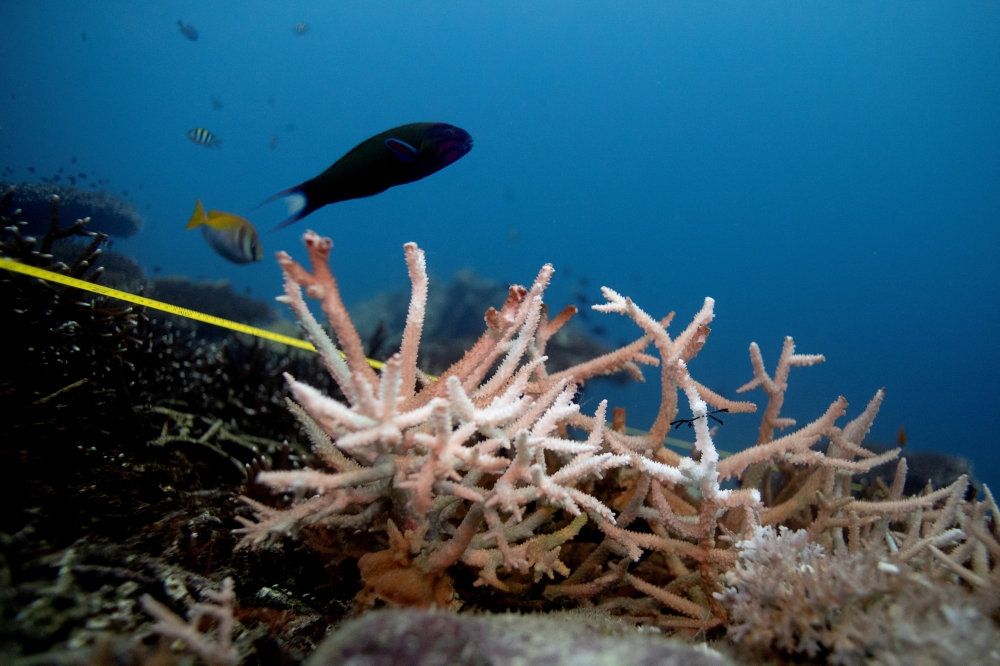 A bleaching coral is seen in the place where abandoned fishing nets covered it in a reef at the protected area of Ko Losin, Thailand June 20, 2021. REUTERS/Jorge Silva/File Photo