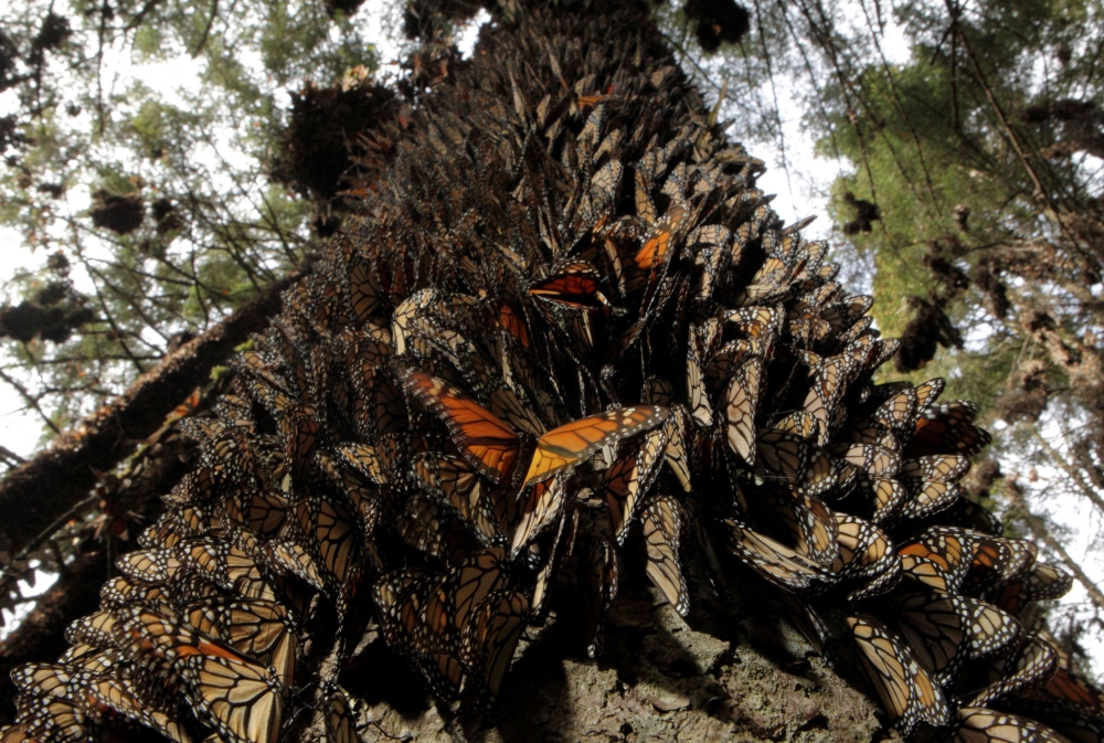 Hundreds of Monarch butterflies line a tree in the Pedro Herrada butterfly sanctuary, on a mountain in the Mexican state of Michoacan, February 1, 2011. REUTERS/Felipe Courzo/File Photo