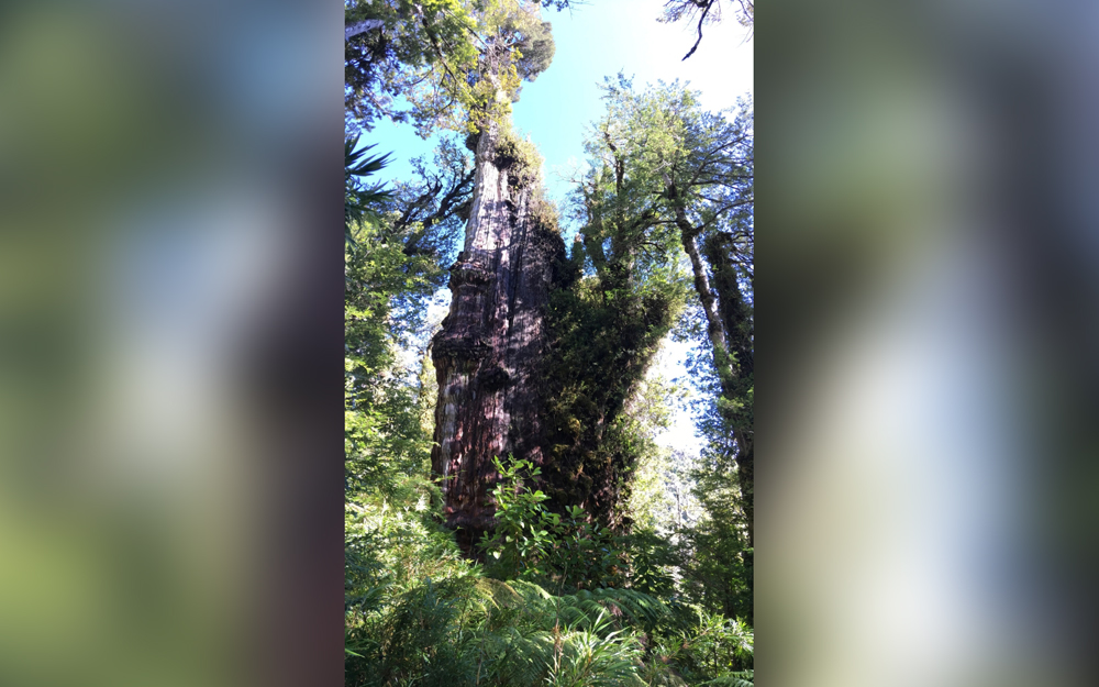 An Alerce (Fitzroya cupressoides) is pictured in a forest at the Alerce Costero National Park in Los Rios, Chile, April 29, 2018. Jonathan Barichivich/Handout via REUTERS