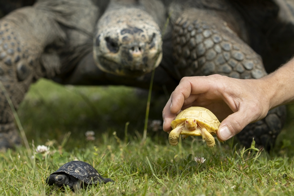 Thomas Morel of the Tropiquarium holds an albino baby Galapagos tortoise next to a female adult tortoise and another baby tortoise in Servion, Switzerland, June 3, 2022. Reuters/Denis Balibouse