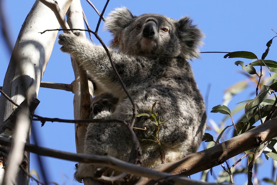 A mother koala named Kali and her joey are seen in their natural habitat in an area affected by bushfires, in the Greater Blue Mountains World Heritage Area, near Jenolan, Australia, September 14, 2020. REUTERS/Loren Elliott/File Photo

