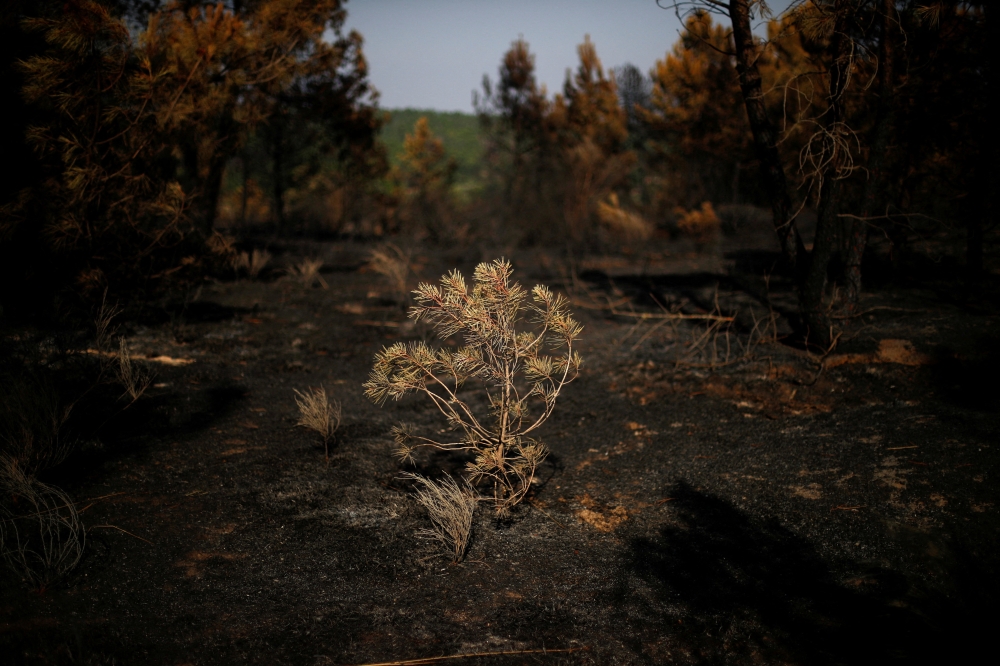 An area affected by a wildfire is seen in Murca, Portugal, July 20, 2022. REUTERS/Pedro Nunes