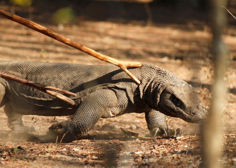 A Komodo dragon walks at the Komodo National Park in Komodo island, Indonesia's East Nusa Tenggara province October 4, 2011. REUTERS/Beawiharta/File Photo