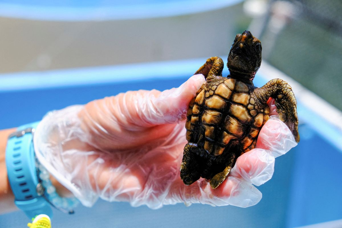 A Loggerhead turtle is held at the Turtle Hospital, the first licensed veterinarian sea turtle hospital in the world, in Marathon, Florida, U.S., July 29, 2022. Reuters/Maria Alejandra Cardona