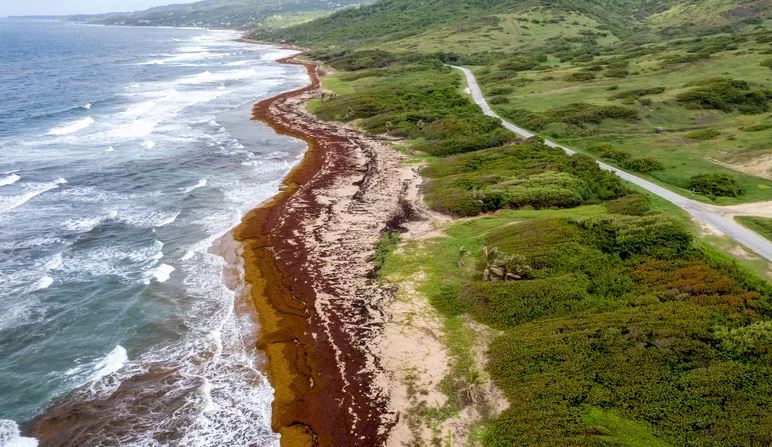 Lakes Beach is covered in sargassum in St. Andrew along the east coast of Barbados on July 27, 2022. (Image credit: Kofi Jones)