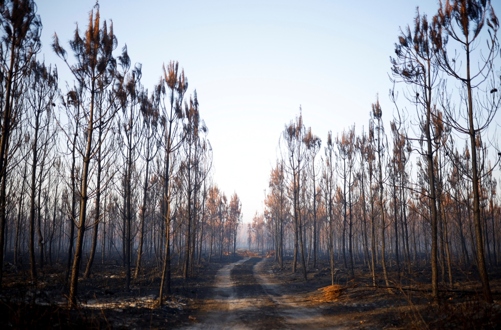 A view shows trees and vegetation burnt by a major fire in Hostens, as wildfires continue to spread in the Gironde region of southwestern France, August 11, 2022. REUTERS/Stephane Mahe