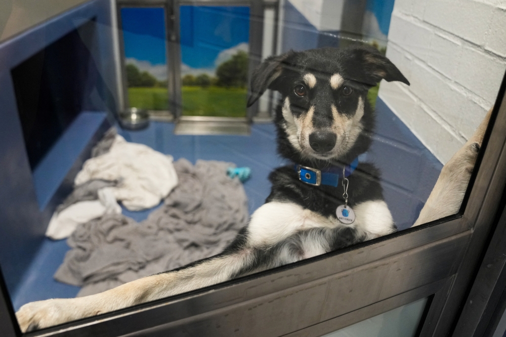 Daisy looks on from her kennel at Battersea Dogs and Cats Home, in London, Britain August 10, 2022. Reuters/Maja Smiejkowska