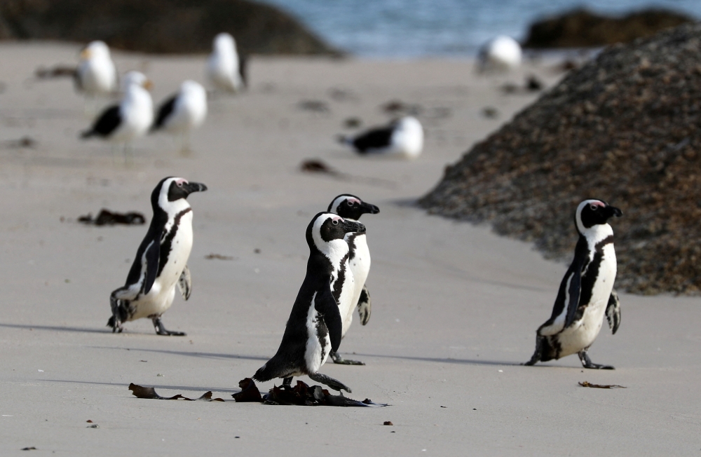 Group of African penguins walk across Seaforth Beach, near Cape Town, South Africa, November 3, 2020. Reuters/Sumaya Hisham/File Photo