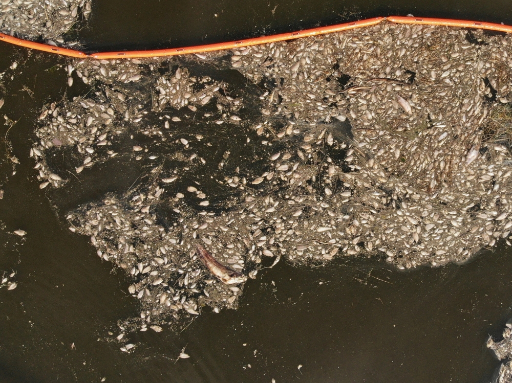 Dead fish floating near Widuchowa in Poland are caught in a dam by the banks of Oder river in Friedrichsthal, Germany August 18, 2022. Reuters/Kuba Stezycki 