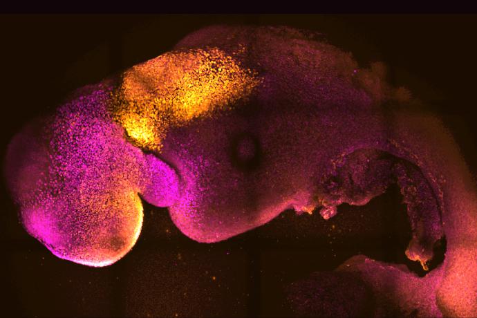 A microscope image provided by researchers Gianluca Amadei and Charlotte Handford in August 2022 shows a synthetic mouse embryo with colors added to show brain and heart formation. 