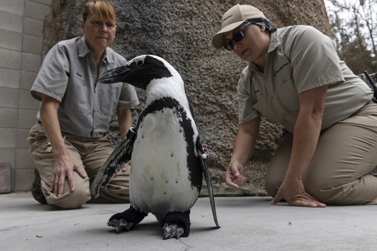 Pic: San Diego Zoo Wildlife Alliance
