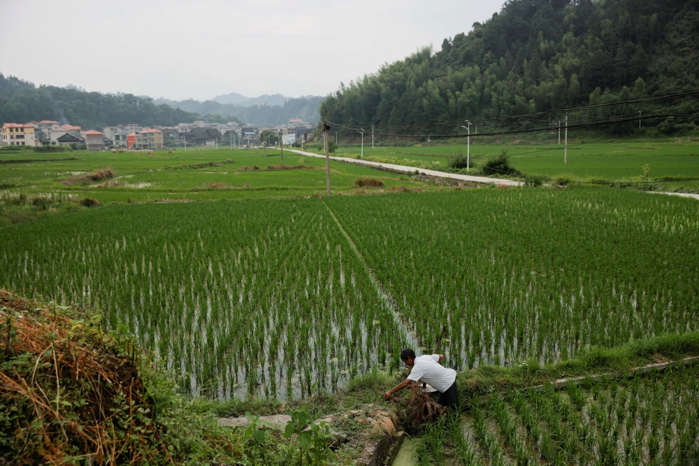 A farmer tends to his rice field in the village of Yangchao in Liping County, Guizhou province, China, June 11, 2021. Picture taken June 11, 2021. REUTERS/Thomas Peter/File Photo