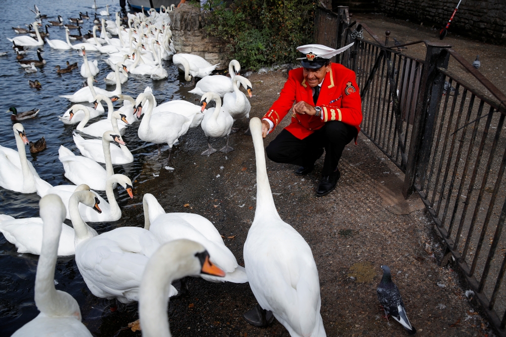 The Royal Swan Marker David Barber feeds swans by the River Thames, following the death of Britain's Queen Elizabeth, in Windsor, Britain, September 12, 2022. (REUTERS/Peter Nicholls)