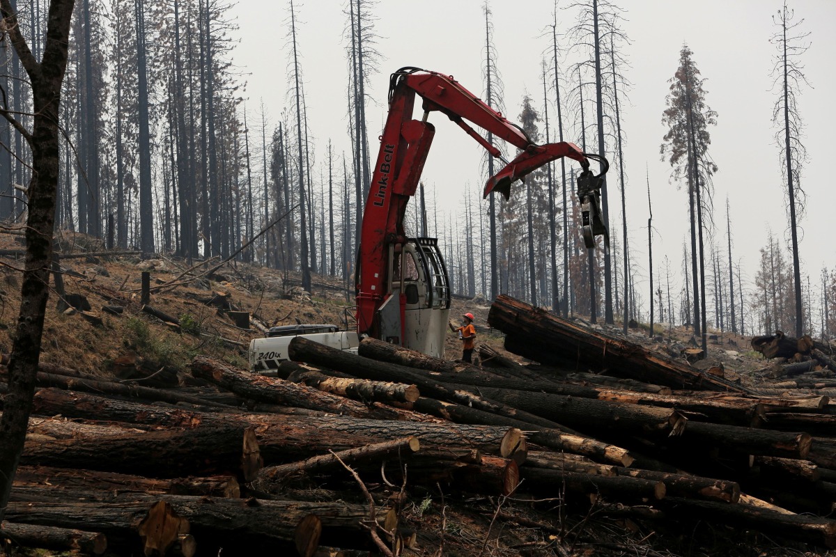 An active logging site is pictured among burned trees from the Rim fire near Groveland, California, on July 30, 2014. File Photo / Reuters