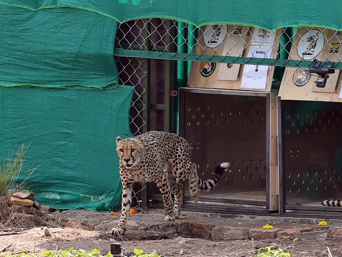 Cheetah was released following its translocation from Namibia, in Kuno National Park, Madhya Pradesh, India, September 17, 2022. India's Press Information Bureau/Handout via Reuters 
 