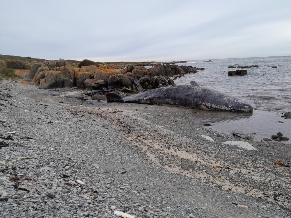 A beached sperm whale is seen at bay in King Island, Tasmania, Australia September 20, 2022. Sarah Baldock/Handout via REUTERS