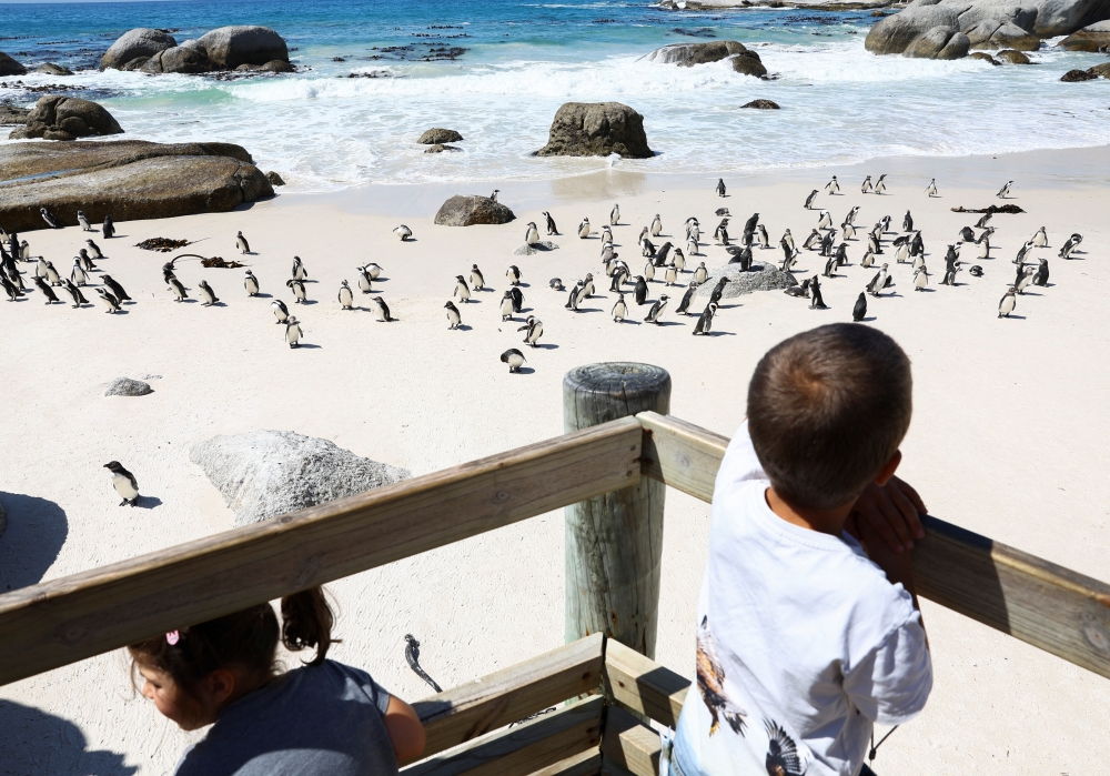 Children look at African penguins at a viewing point at Cape Town's famous Boulders penguin colony, a popular tourist attraction and an important breeding site in Cape Town, South Africa, September 27, 2022. Reuters/Esa Alexander