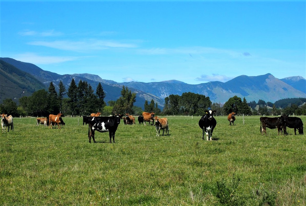 File Photo: Cattle feed in a field in Golden Bay, South Island, New Zealand, March 29, 2016. (REUTERS/Henning Gloystein)