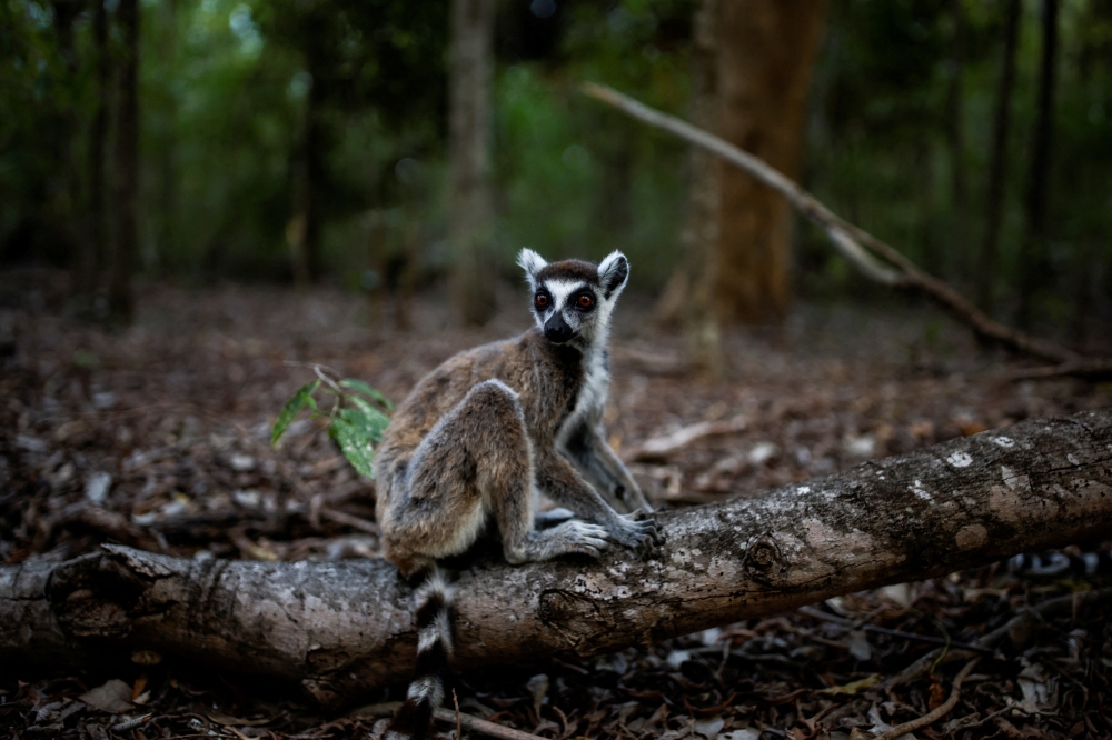 File photo: A ring-tailed lemur sits on a fallen tree branch at the Berenty Reserve in Toliara province, Madagascar, February 11, 2022. Reuters/Alkis Konstantinidis/File Photo