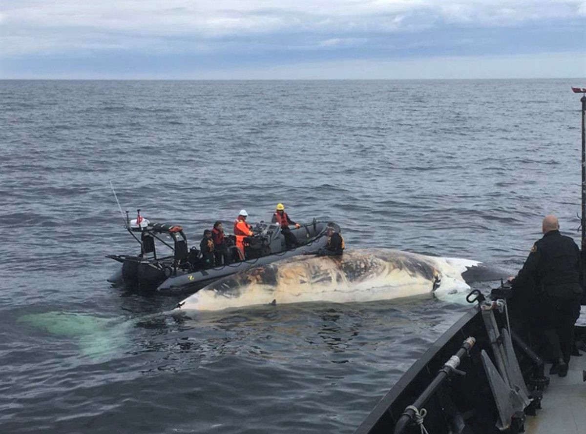 A crew from Fisheries and Oceans Canada and partner agencies collect the tissue of a dead North Atlantic Right Whale in the Gulf of St. Lawrence in an undated photo. (Fisheries and Oceans Canada via REUTERS)