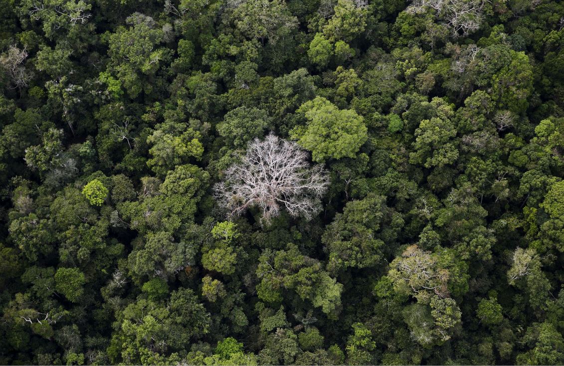 An aerial view shows the Amazon rainforest at the Bom Futuro National Forest near Rio Pardo in Porto Velho, Rondonia State, Brazil, September 3, 2015. (REUTERS/Nacho Doce)