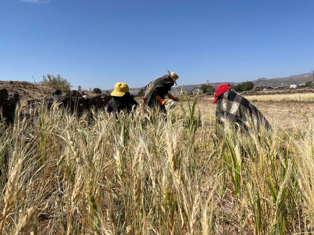 Female farmers harvest a wheat crop at their farm near Sanaa, Yemen, October 20, 2022. (REUTERS/Khaled Abdullah)